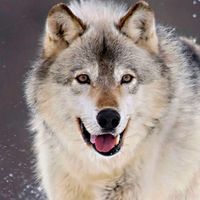 lonely_against_theworld