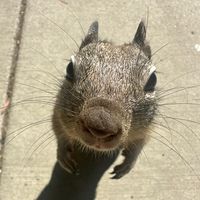 erraticsquirrel