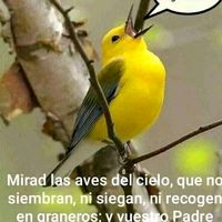 sonido original