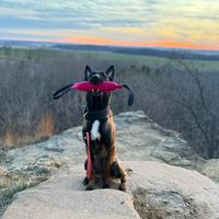 vworkingdogs