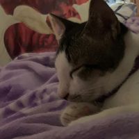 original sound - udah