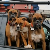boandtytheboxerboys