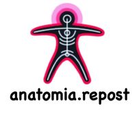 anatomia.repost