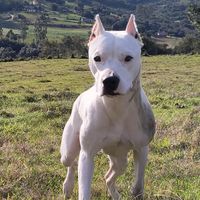 atenadogoargentino
