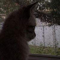 оригінальний звук