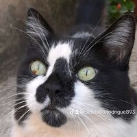 sebastio.rodrigue893