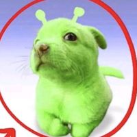 capibara_insano.xdddd