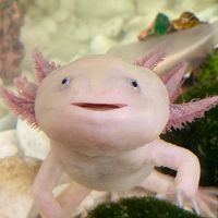 axolotl_lunya