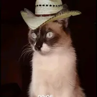 original sound - samiraa770