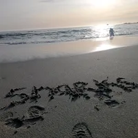 original sound - sharks042