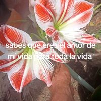 ramiro.ordoes