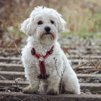 mix_paw_buddy