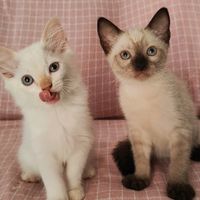 osninoscats