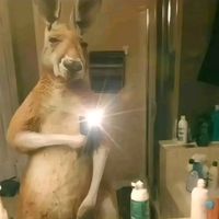 rabbit.red5