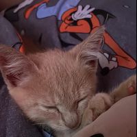 __lua._.gatinha__