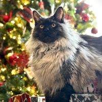 walter.the.maine.coon