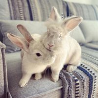 meus.coelhinhos