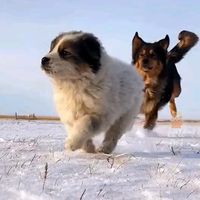 _petvideo