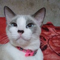 luppi.cat