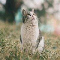 suara asli - aprilia widya