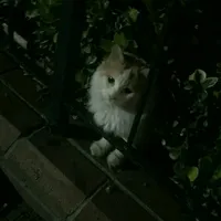 original sound - fake.seraphic