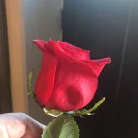 original sound - vilmaduque7