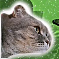 _kitty_cat_2018