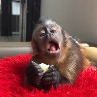 chili.monkey
