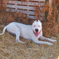 rocky_dogoargentino_12