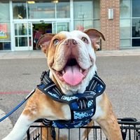 bruno.elbulldog