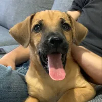 original sound - canelitoc