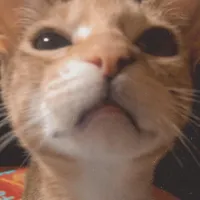 original sound - musicalisty