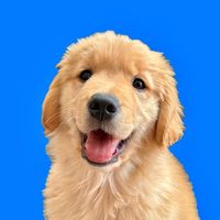 howdytherebear