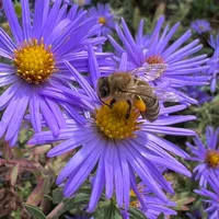 original sound - johnnyjoeiv