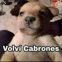 polloo1.000