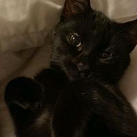 meli.kitty02