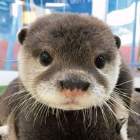 otterparadise