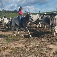vaqueira735