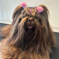 astrid_shihtzu