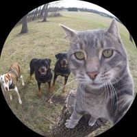 gvcedits_