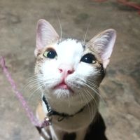 kaew_jira_2