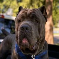 salmoncreek.canecorso