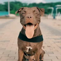 original sound - tiger.pitbull