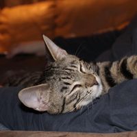 desperatehousewifeofsh