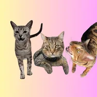 original sound - threenawtycats