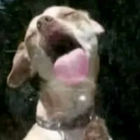 original sound - josue1997_z