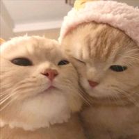 Kawai