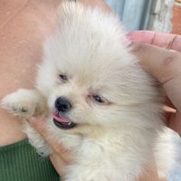 dogduduu