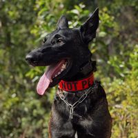 reddentherescuemal