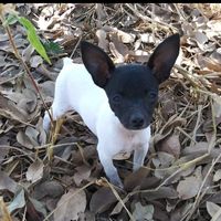 glauciapinscherchihuahua